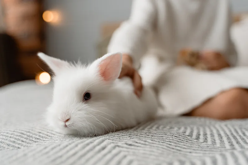 ESA rabbit housing with their owner thanks to the ESA Letter