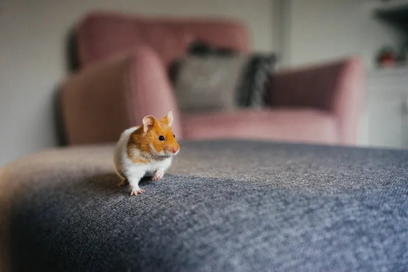 ESA hamster at home