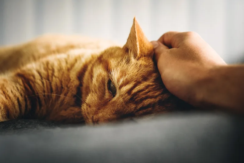 Cat as emotional support animal providing comfort at home through its presence.