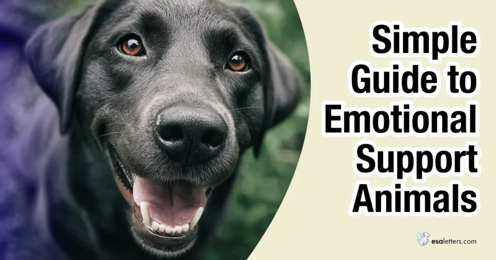 A Complete Guide to Emotional Support Animals